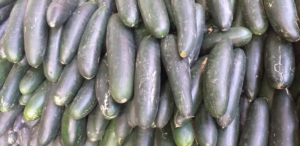 Pepino cohombro