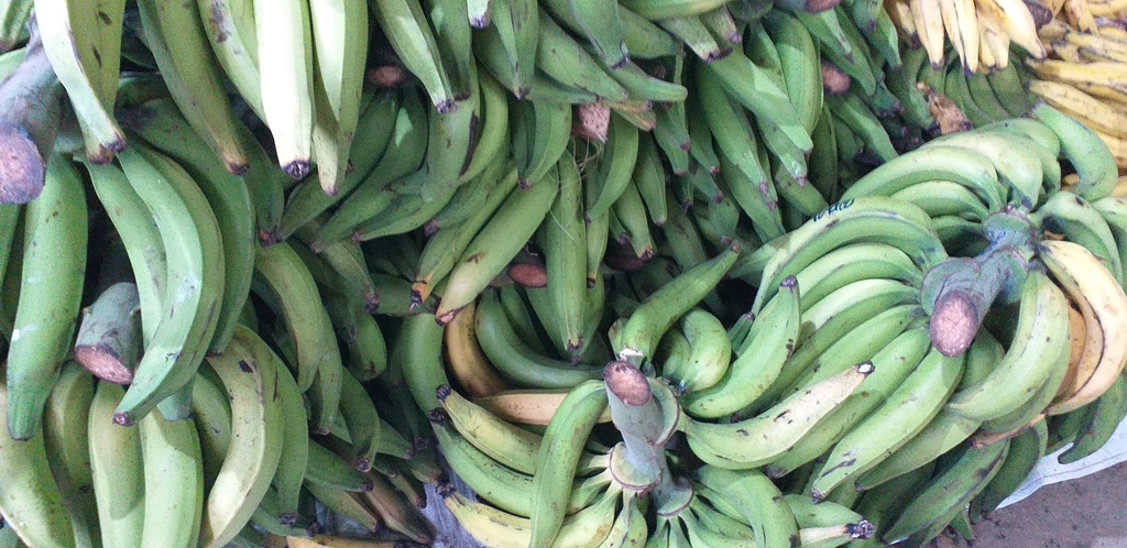 Platano verde harton