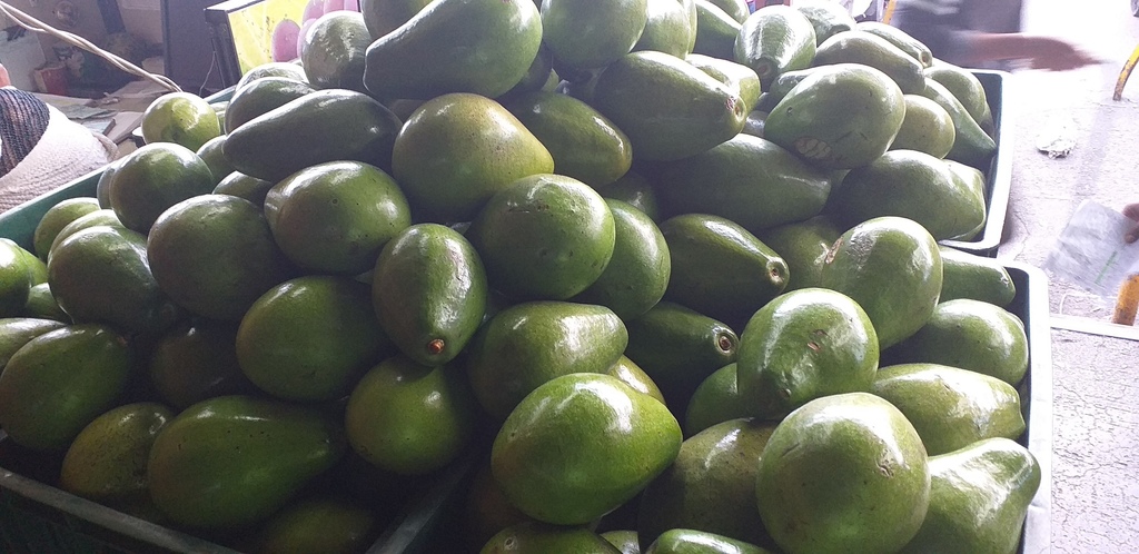 Aguacate papelillo