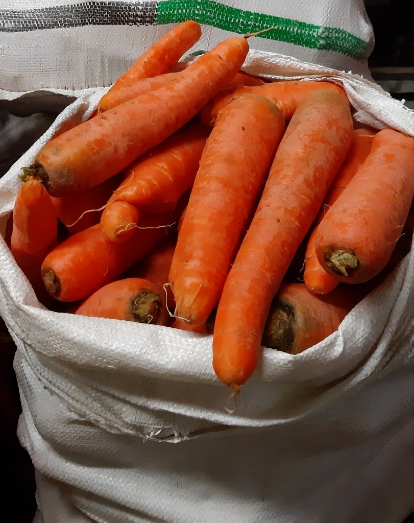 Zanahoria.
