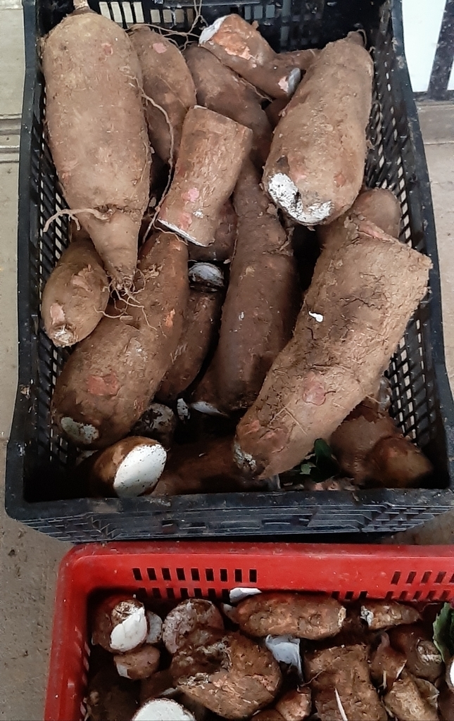 Yuca