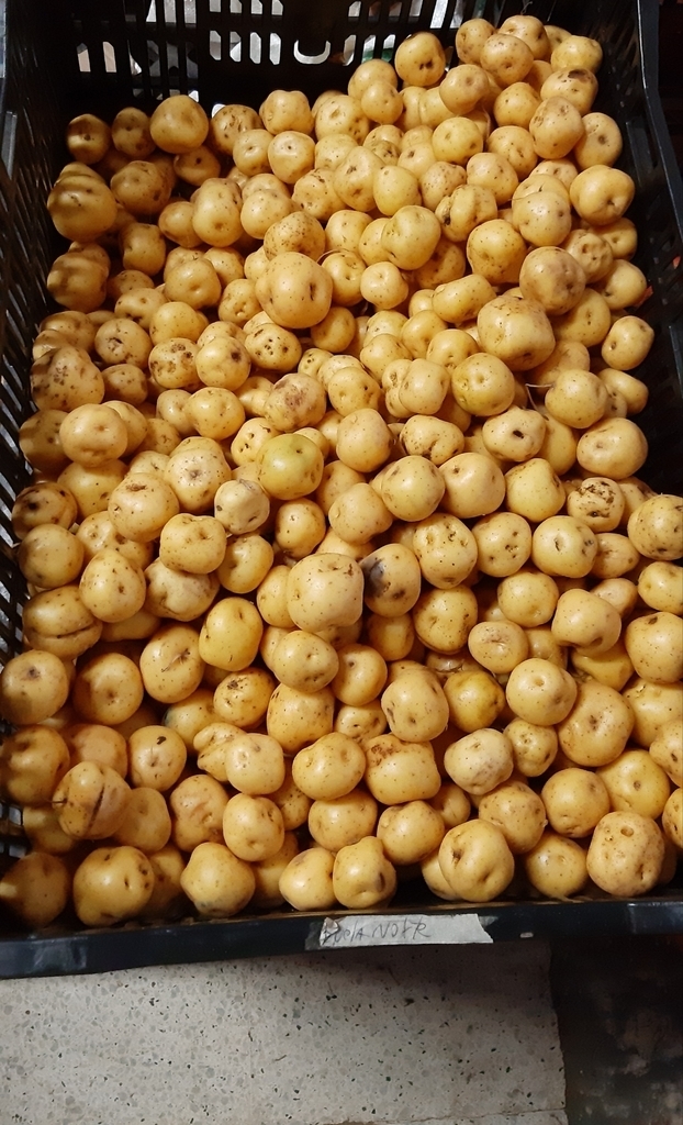 Papa criolla.