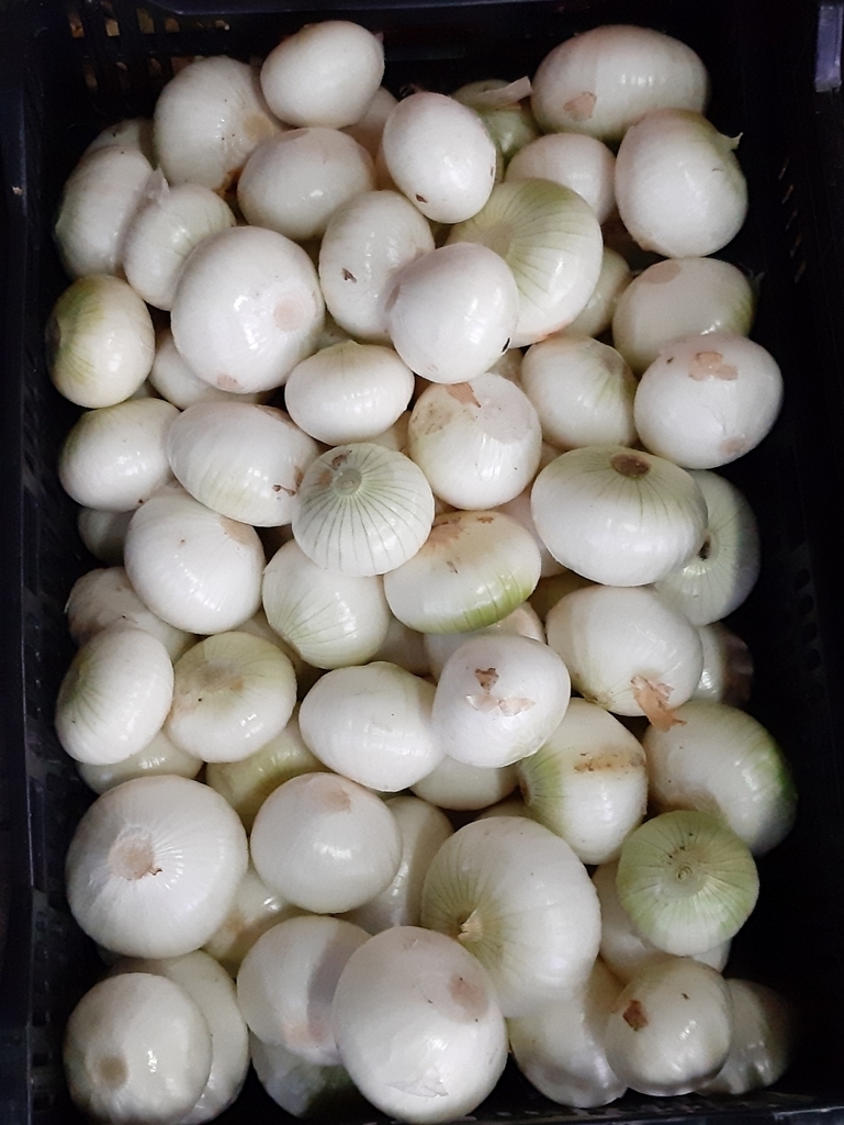 Cebolla de huevo.