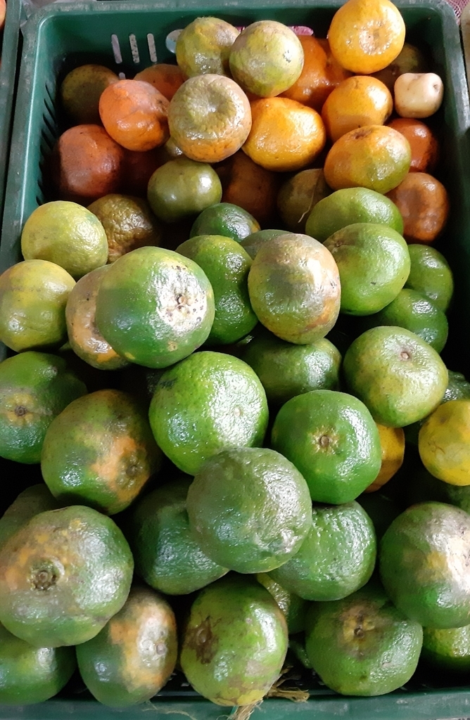 Mandarina