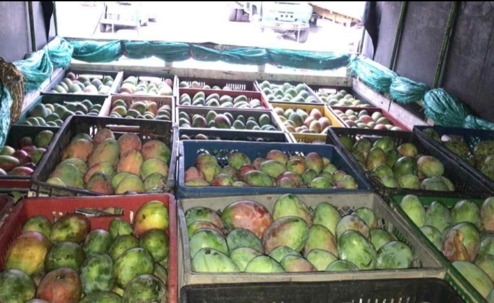 Mango farchi cundinamarca
