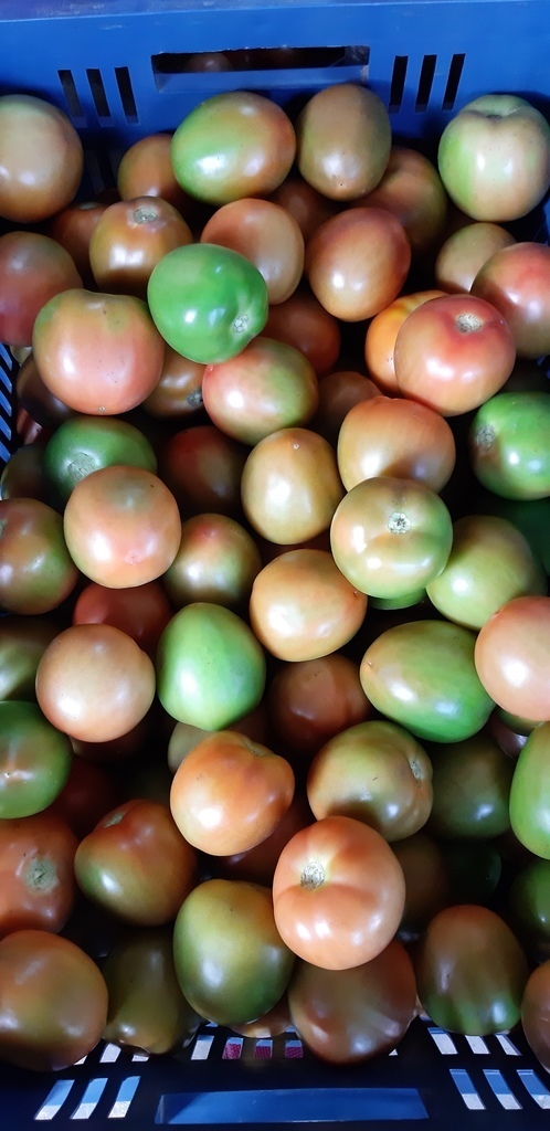 Tomate chonto