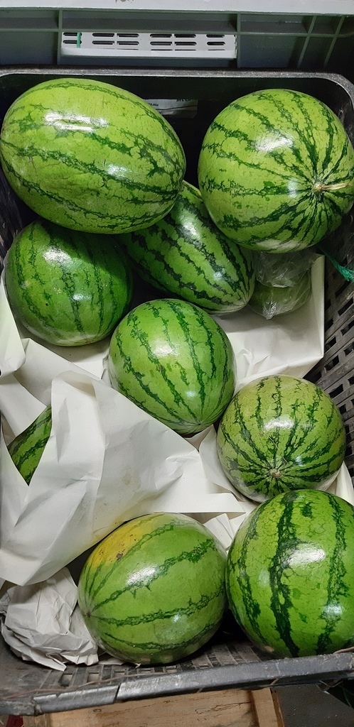Sandia baby