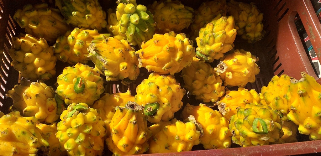 Pitahaya nacional