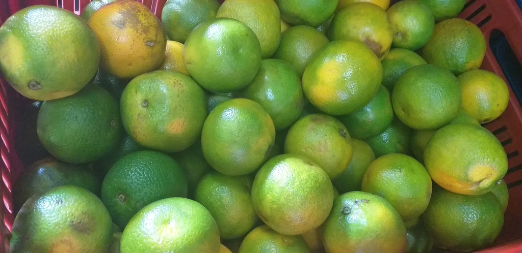 Naranja valencia
