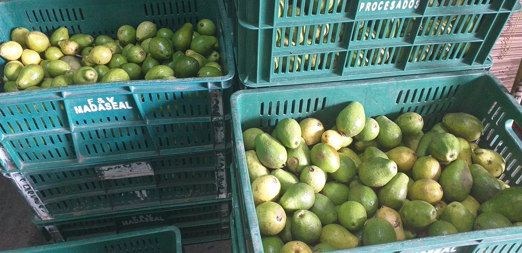 Guayaba pera gruesa