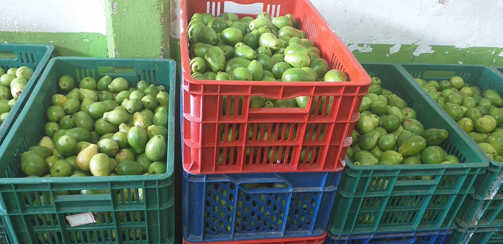 Guayaba pera delgada