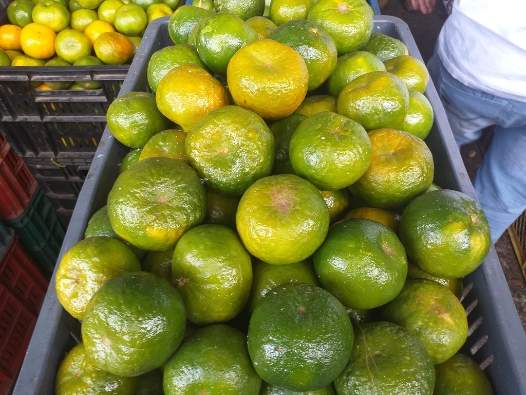 Mandarina oneca