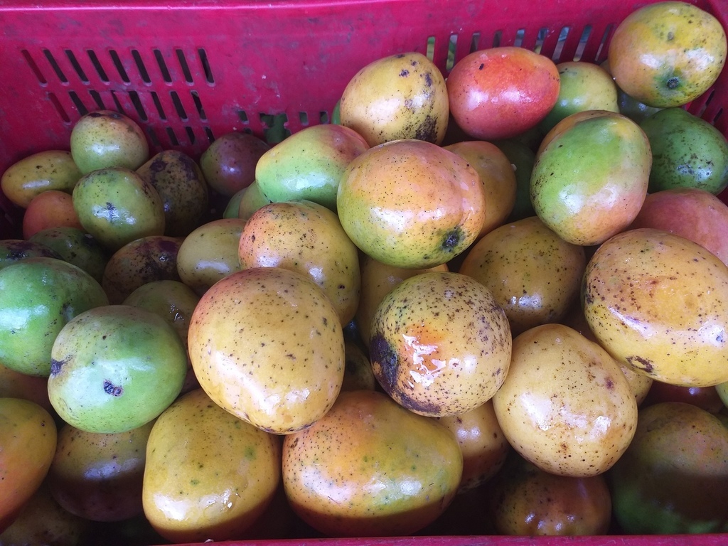 Mango criollo