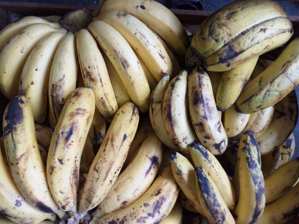 Banano criollo