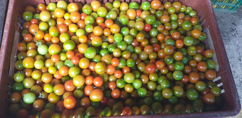 Tomate cherry