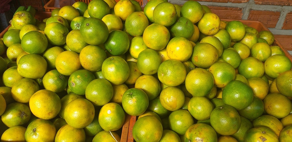 Naranja valencia