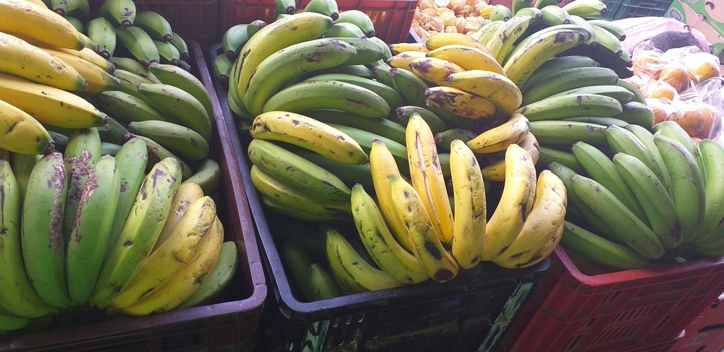 Banano criollo