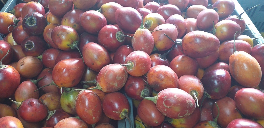 Tomate de arbol injerto