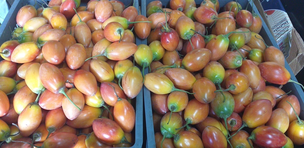 Tomate de arbol