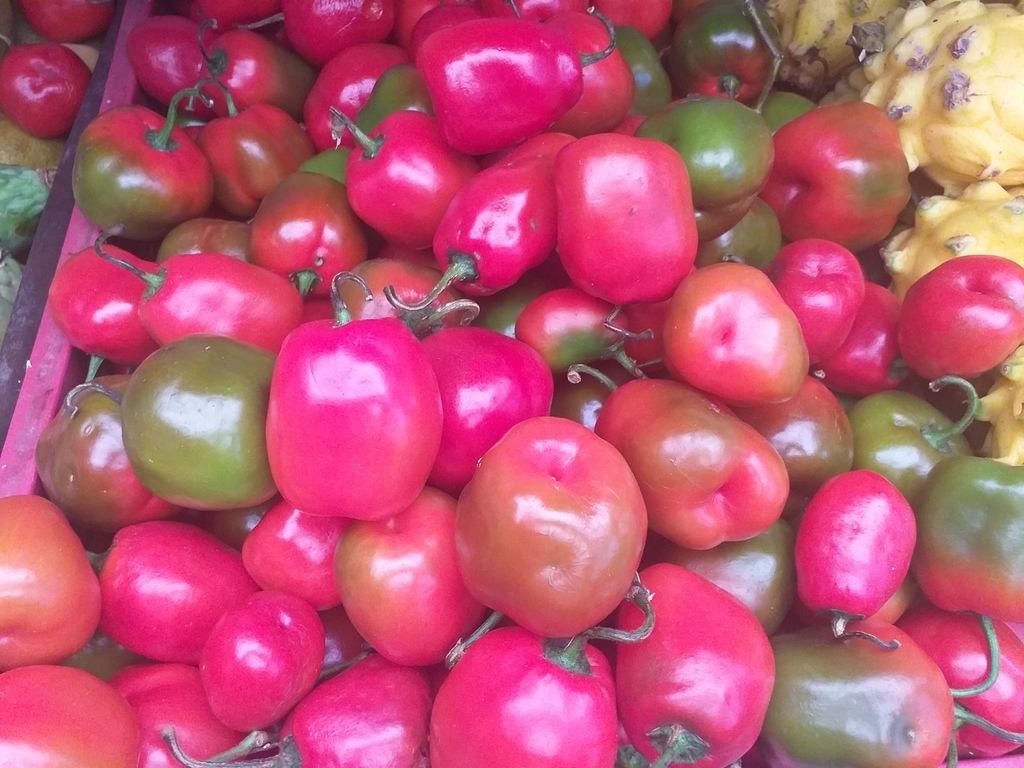 Aji Rocoto