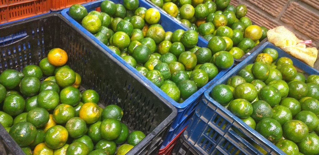 Mandarina oneca