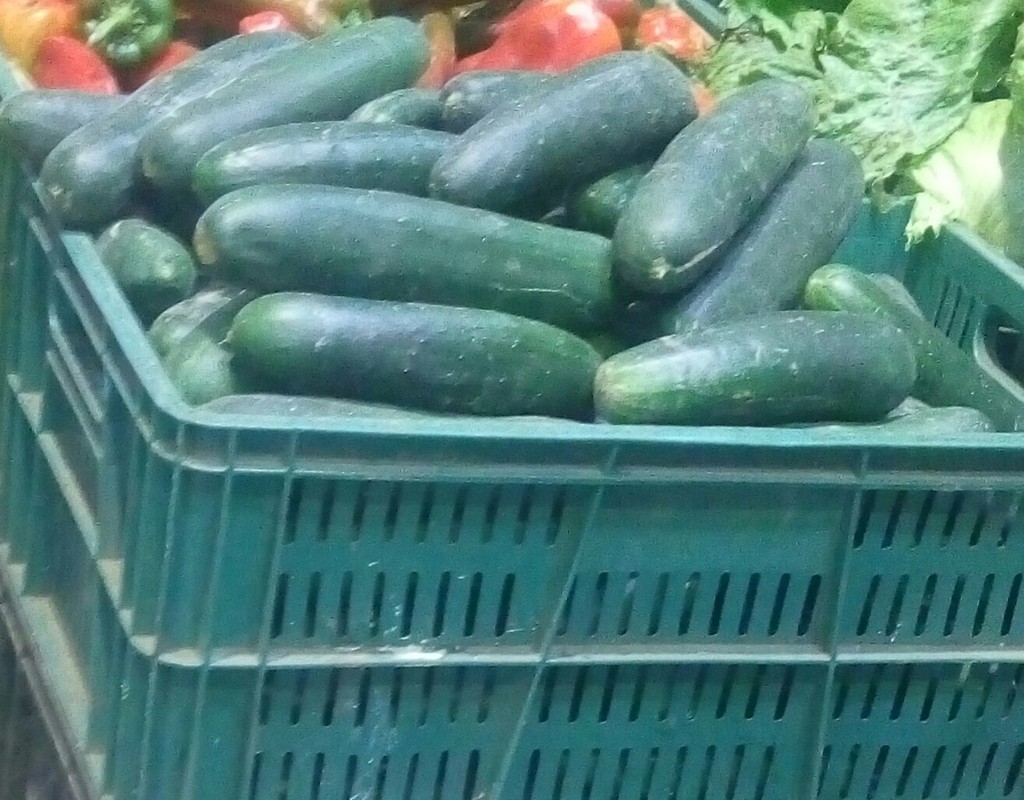 Pepino cohombro