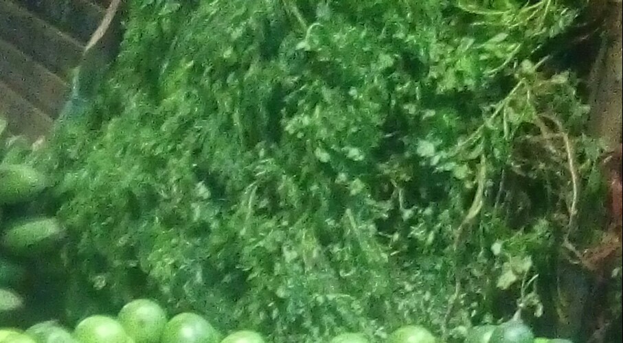 Cilantro