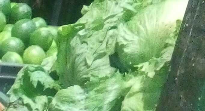 Lechuga