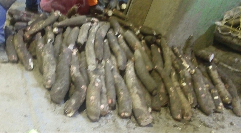 Yuca