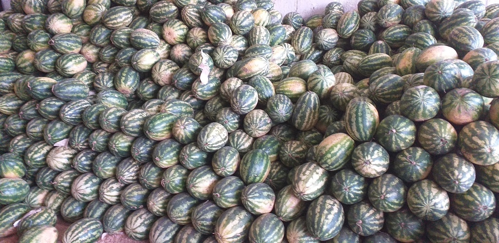 Sandia delgada