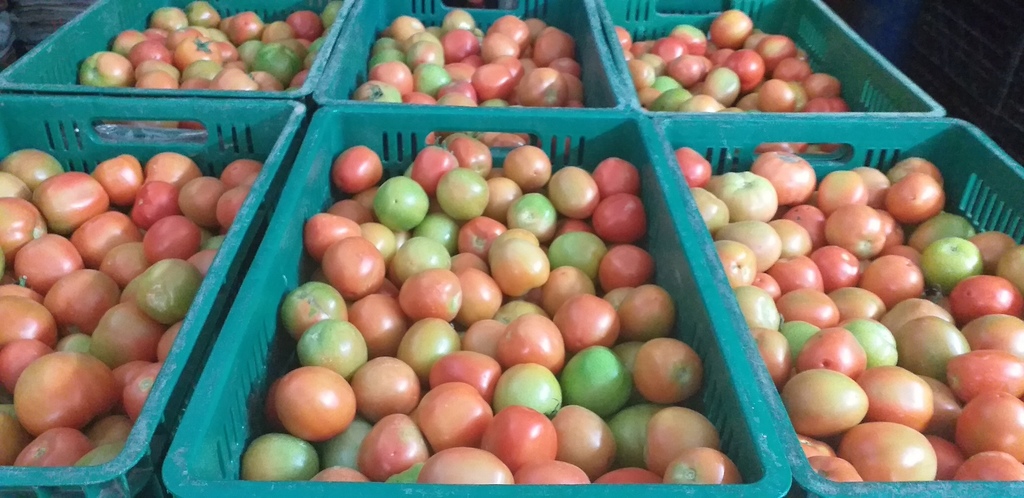 Tomate chonto extra