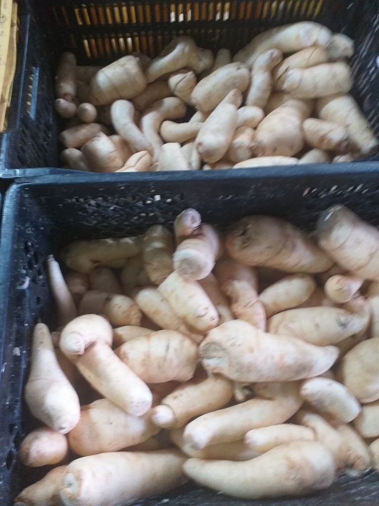 Arracacha seleccionada