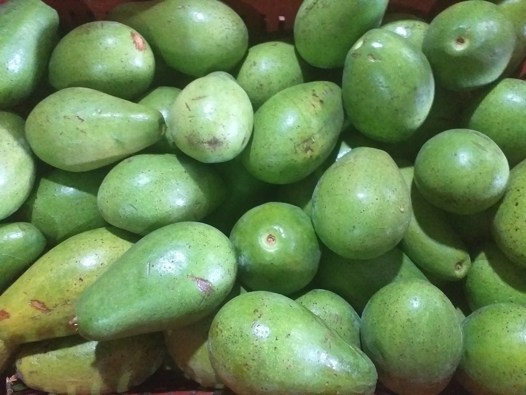 Aguacate papelillo