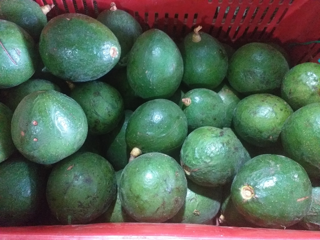 Aguacate choquette