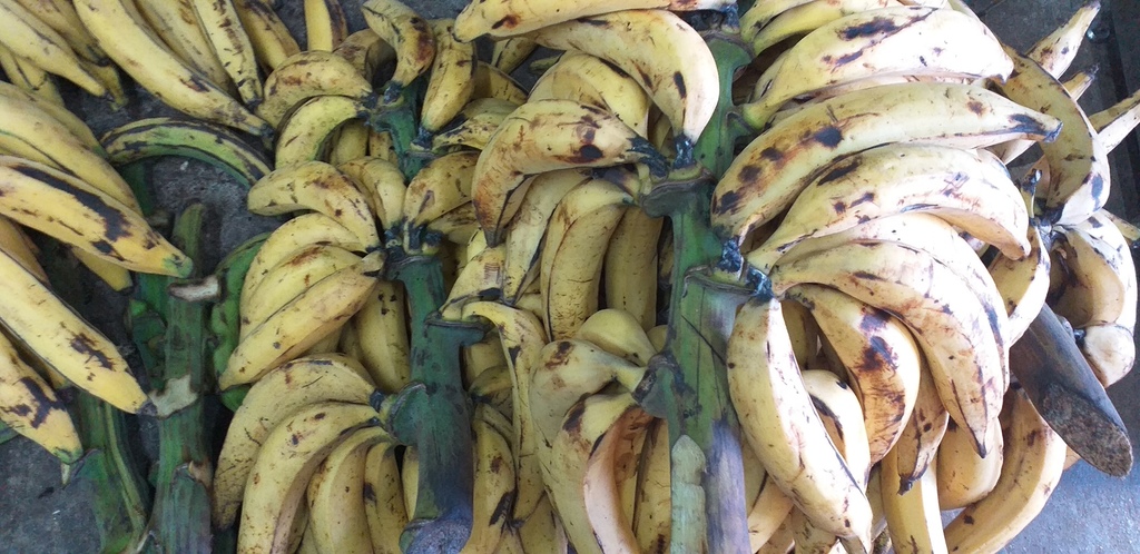 Platano maduro