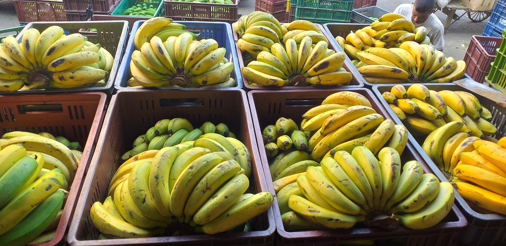 Banano criollo
