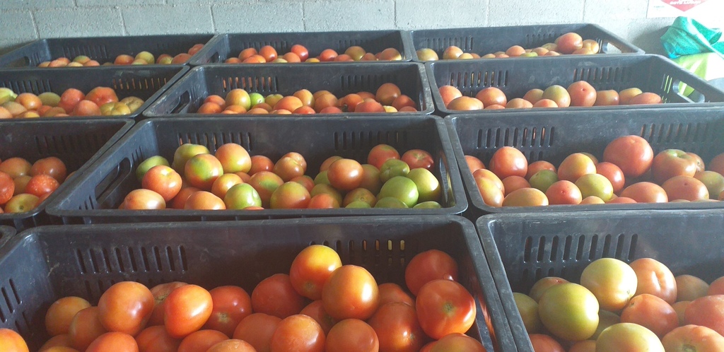 Tomate chonto extra