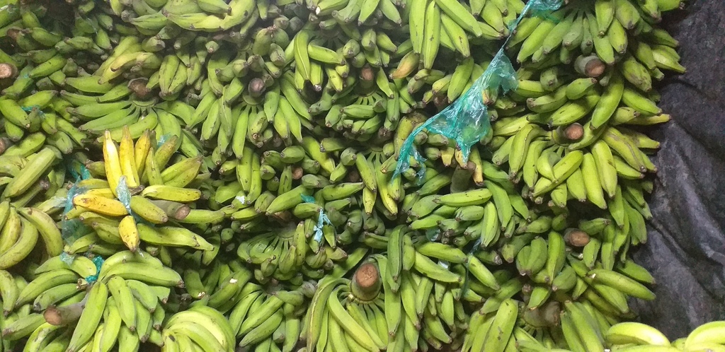 Platano verde