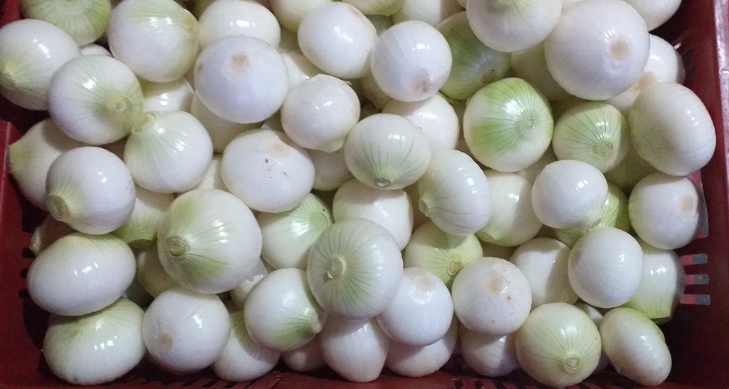 Cebolla blanca pelada