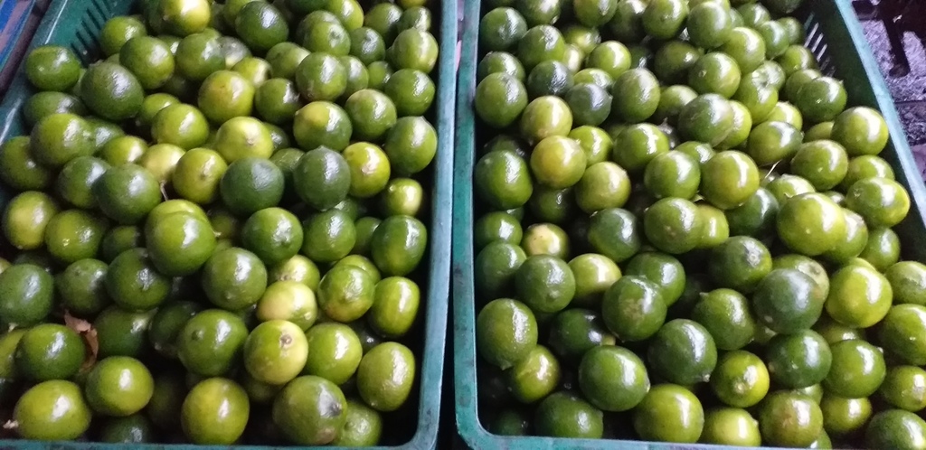 Limon tahiti