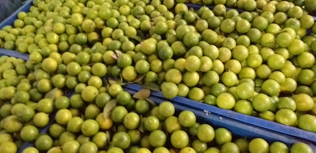 Limon criollo