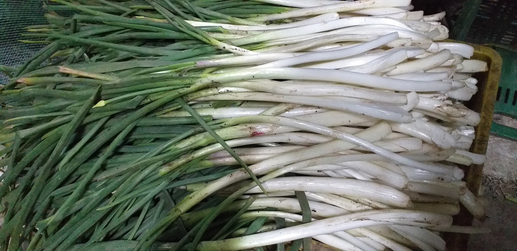 Cebolla de rama