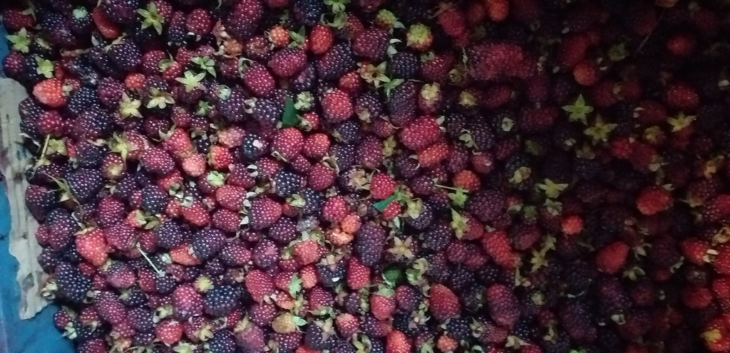 Moras del oriente