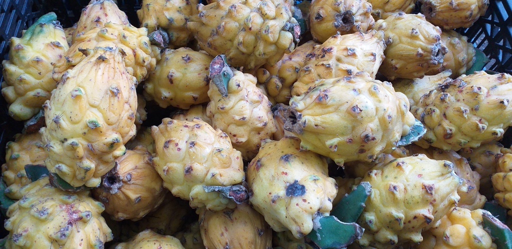 Pitahaya
