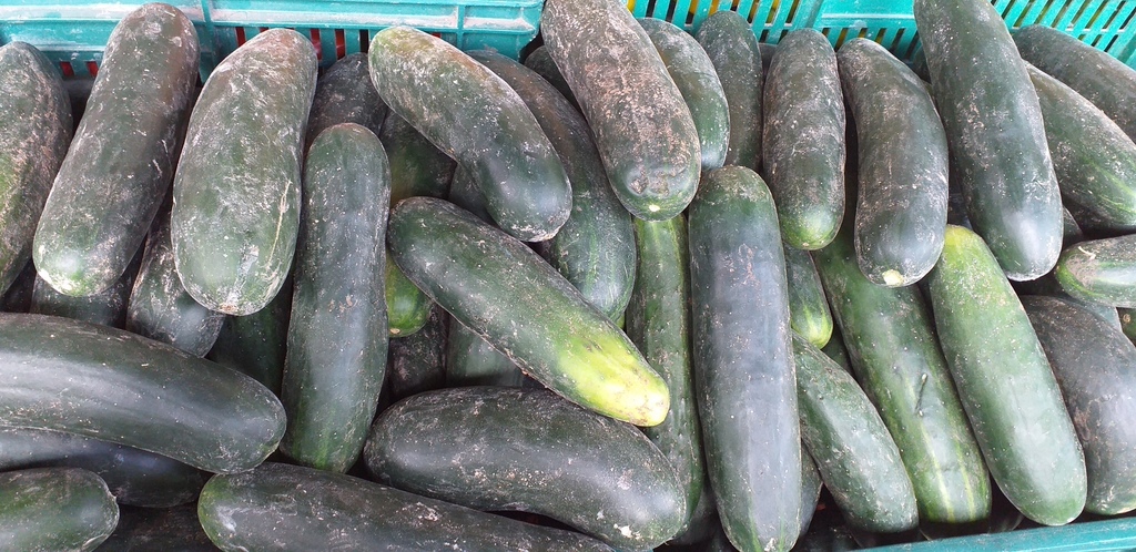 Pepino cohombro