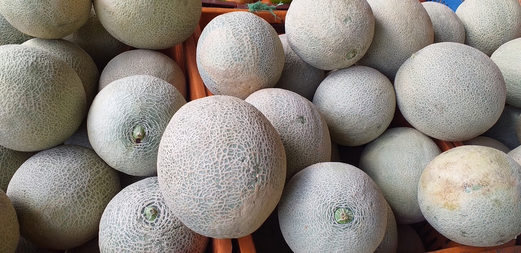 Melon