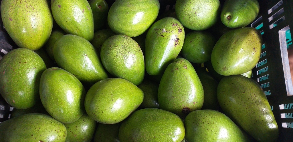 Aguacate papelillo