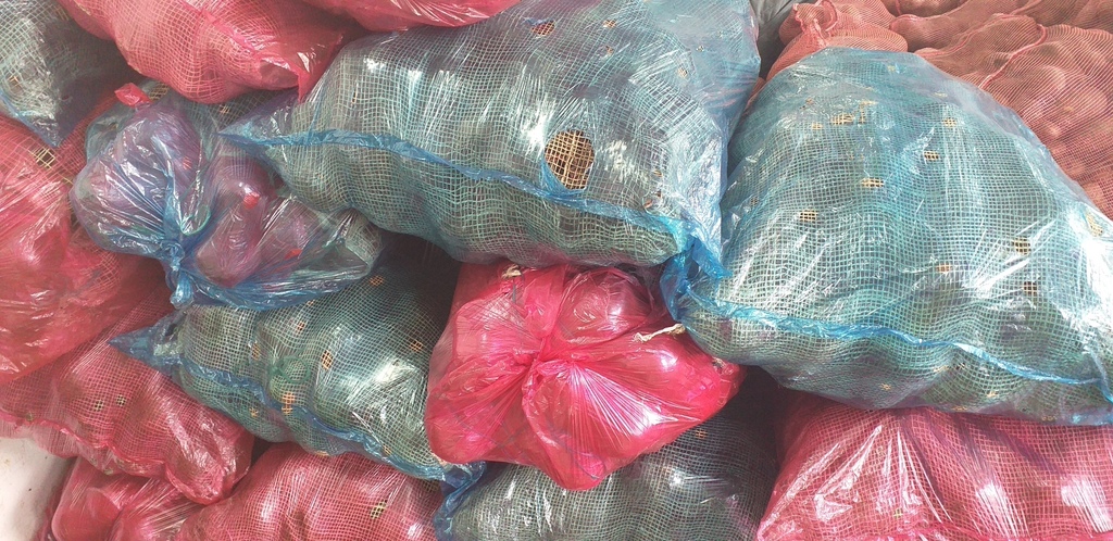 Remolacha bogotana tronco