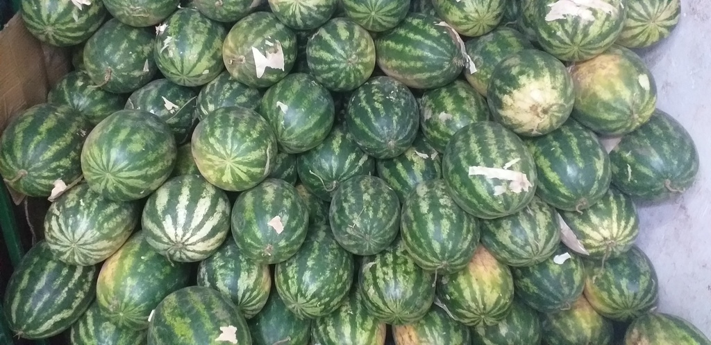 Sandia delgada