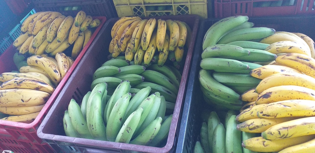 Banano criollo